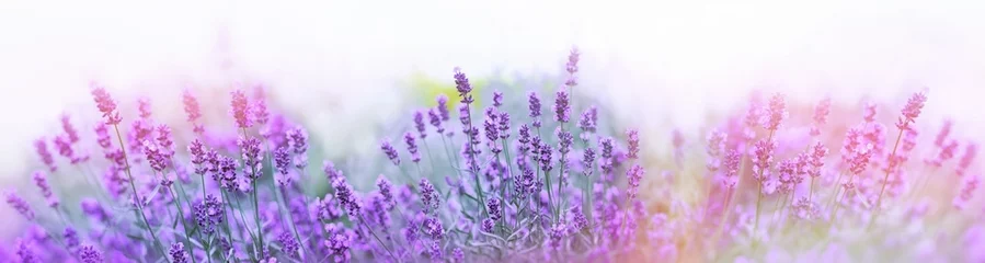 Photo sur Plexiglas Lavande Mise au point sélective et douce sur la fleur de lavande, belle fleur de lavande en été