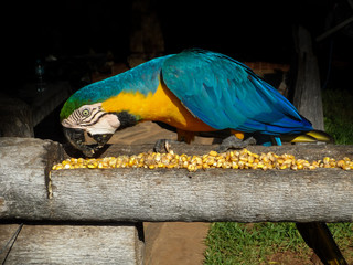 Blue and yellow macaw eating