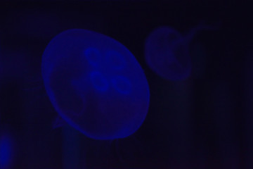 Fototapeta premium Artistic high contrast blue monochromatic view of jellyfish glowing in the dark