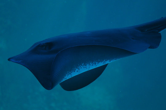 Close up of Short Tail Stingray in Cape Town