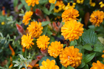 freshy orange color marigold flowers with green leaves