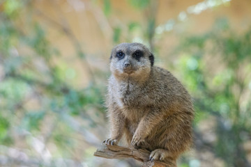 A meerkat sits on a branch watching the environment