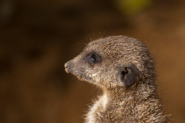 A meerkat watching the environment