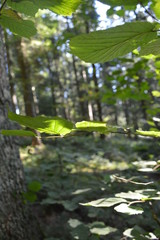 green leaves in the forest
