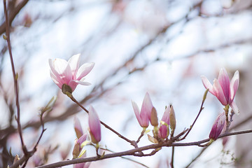 Beautiful magnolia flowers. Sunny day, soft focus, spring flowering
