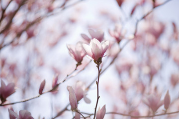 Beautiful magnolia flowers. Sunny day, soft focus, spring flowering