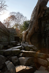 Ta Prohm historic site in Cambodia.