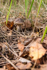 Forest mushroom brown cap boletus growing in a green moss..