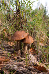Close up view of two brown cap boletus growing in forest.