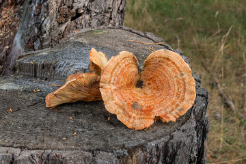 Two of harvested Saffron Milk Cap on natural wooden background..