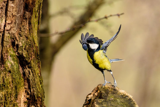 Cinciallegra in volo