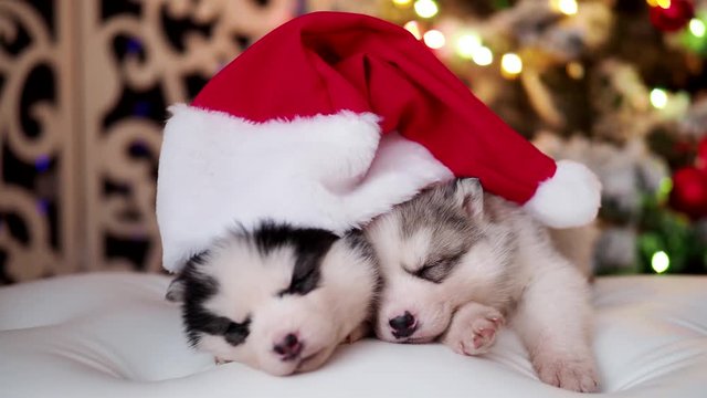 Husky pedigreed puppies with Santa hat sleep in the holiday room