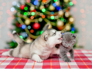 Fototapeta na wymiar puppy kisses the kitten with Christmas tree on a background