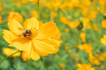 Spring single daisy flower and bee
