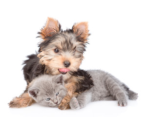 yorkshire terrier puppy embracing little kitten. isolated on white background
