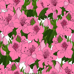 Seamless pattern with exotic pink azalea flowers and bright green foliage on white bono. Vector illustration.