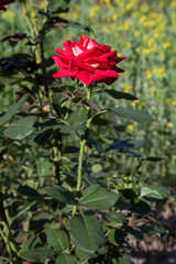 Fototapeta na wymiar Beautiful red rose growing in the garden.