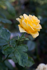 Beautiful yellow rose growing in the garden.