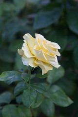 Beautiful white rose bush growing in the garden.