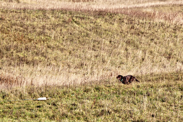 Dog breed chocolate brown labrador  running on the field in autumn. Coursing