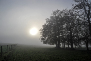 Fototapeta na wymiar brume, arbre, campagne, soleil, nuage, ambiance
