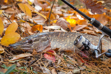 Freshwater pike fish. Freshwater pike fish and fishing rod with reel on yellow leaves at autumn...
