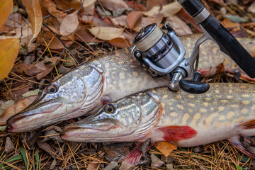 Freshwater pike fish. Two freshwater pikes fish and fishing rod with reel on yellow leaves at...