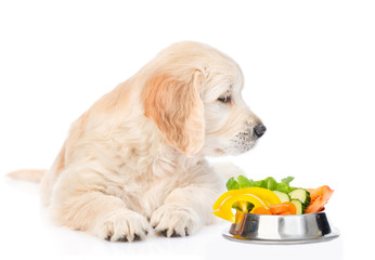 Golden retriever puppy looking at bowl of vegetables. isolated on white background
