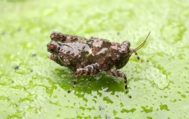small brown grasshopper stand on the green leaf