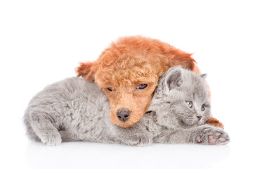 Fototapeta premium Sleepy poodle puppy embracing a little kitten. isolated on white background