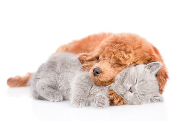 Cute puppy and tiny kitten sleeping together. isolated on white background
