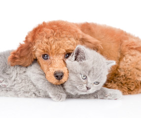 Close up poodle puppy embracing a little kitten. isolated on white background