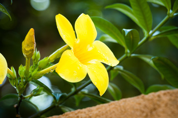 Allamanda Common allamanda Golden trumpet