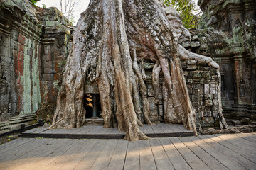 Naklejka premium Ta Prohm historic site in Cambodia.