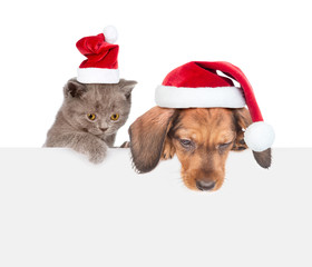 Cat and dog with red christmas hats above white banner looking down. isolated on white background