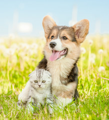 Friendly Pembroke Welsh Corgi puppy hugging tabby kitten on a summer grass
