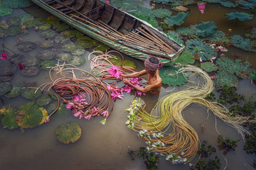 Top view Old man vietnamese picking up the beautiful pink lotus in the lake at an phu, an giang...