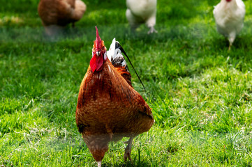 Geflügel in einem Freigehege auf einer Geflügelfarm