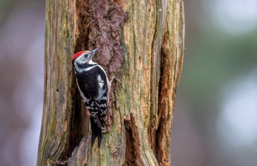  Leiopicus medius, middelste bonte specht