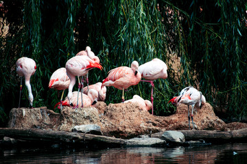 Flamingos am Wasser