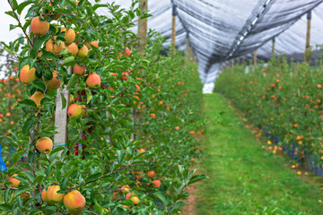 Obstplantage mit Schutznetzen