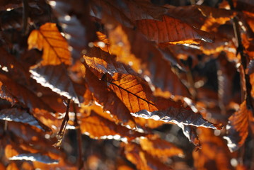 Hainbuchenhecke im Winter