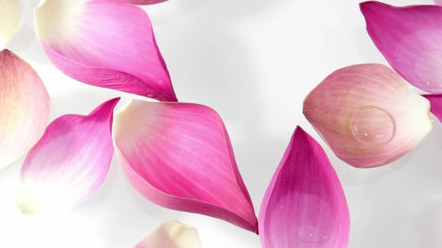 pink lotus flower floating on water on white background