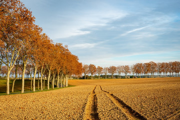 Trace de tracteur dans un champs labouré, route bordée de platanes, automne, Tarn, France