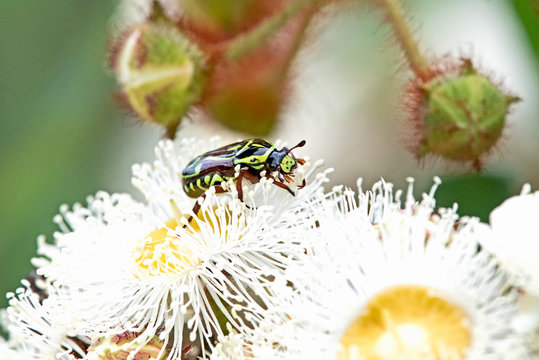 Green Bug On White Bloodwood Flower