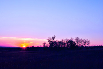 Beautiful sunset, purple-pink sky with golden sun, black trees silhouettes on horizon