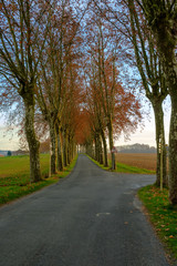 Fototapeta na wymiar Carrefour de routes de campagne bordées de platanes, automne, Tarn, Occitanie, France
