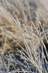 Fototapeta premium Frosty grass in the field in cold winter morning, in Finland.