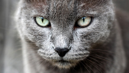 Portrait of grey cat, animal