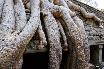 Ta Prohm historic site in Cambodia.
